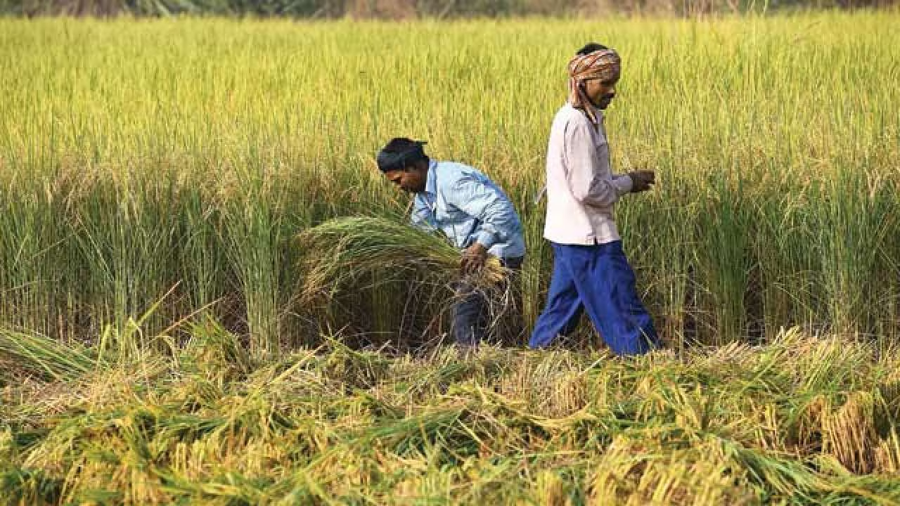 HARYANA VRITANT