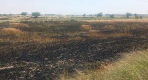 Panipat Fire News: बढ़ती गर्मी के बीच शाहपुर में 1 एकड़ गेहूं की फसल जली, बिजली विभाग पर लापरवाही के आरोप